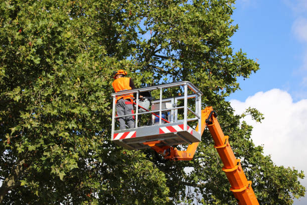 Tigerville, SC Tree Care Services Company