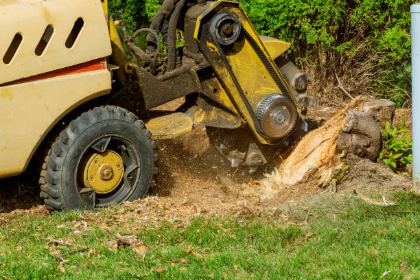 Best Hedge Trimming  in Tigerville, SC