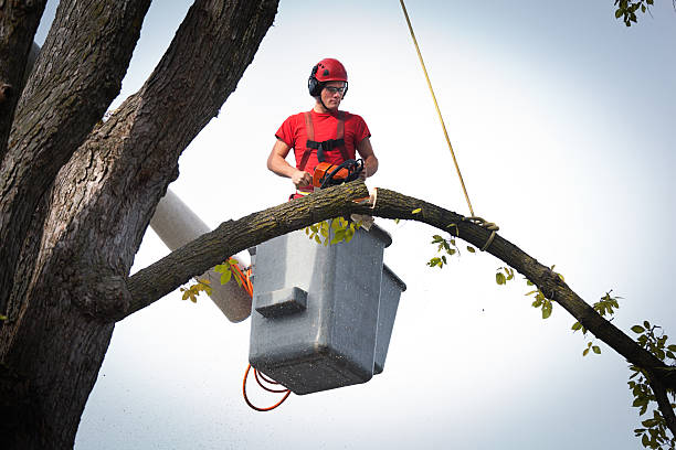 Best Palm Tree Trimming  in Tigerville, SC